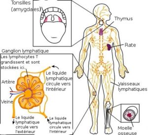 drainage lymphatique réflexologie