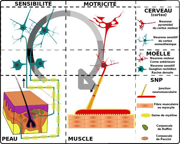 réflexologie système nerveux